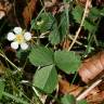 Fotografia 10 da espécie Potentilla sterilis do Jardim Botânico UTAD