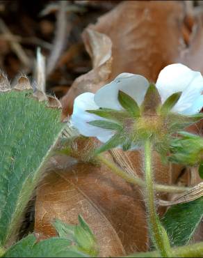 Fotografia 11 da espécie Potentilla sterilis no Jardim Botânico UTAD