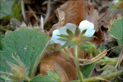 Fotografia da espécie Potentilla sterilis