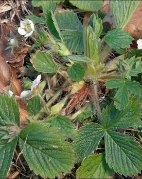 Fotografia 12 da espécie Potentilla sterilis no Jardim Botânico UTAD