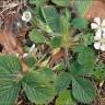 Fotografia 12 da espécie Potentilla sterilis do Jardim Botânico UTAD