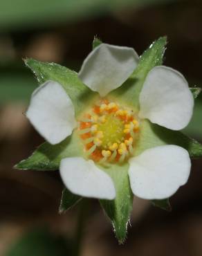 Fotografia 14 da espécie Potentilla sterilis no Jardim Botânico UTAD