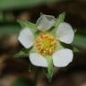 Fotografia 14 da espécie Potentilla sterilis do Jardim Botânico UTAD