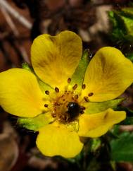 Potentilla neumanniana