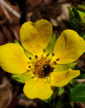 Fotografia 1 da espécie Potentilla neumanniana no Jardim Botânico UTAD