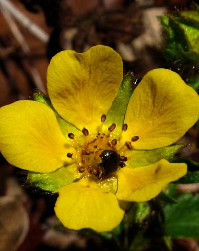 Fotografia de capa Potentilla neumanniana - do Jardim Botânico