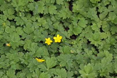 Fotografia da espécie Potentilla neumanniana