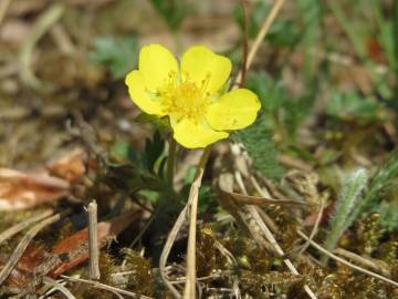 Fotografia da espécie Potentilla neumanniana