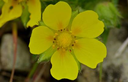 Fotografia da espécie Potentilla neumanniana