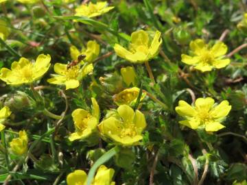 Fotografia da espécie Potentilla neumanniana