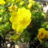 Fotografia 6 da espécie Potentilla neumanniana do Jardim Botânico UTAD