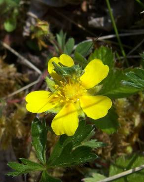 Fotografia 7 da espécie Potentilla neumanniana no Jardim Botânico UTAD