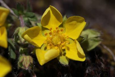 Fotografia da espécie Potentilla neumanniana