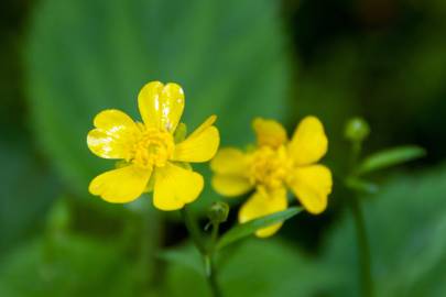 Fotografia da espécie Potentilla neumanniana