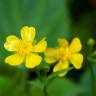 Fotografia 9 da espécie Potentilla neumanniana do Jardim Botânico UTAD