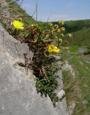 Fotografia 10 da espécie Potentilla neumanniana no Jardim Botânico UTAD