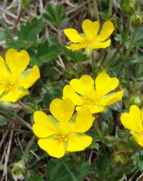 Fotografia 11 da espécie Potentilla neumanniana no Jardim Botânico UTAD