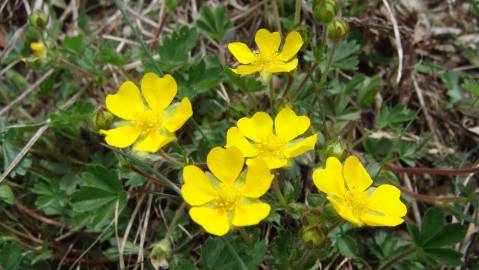 Fotografia da espécie Potentilla neumanniana