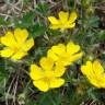 Fotografia 11 da espécie Potentilla neumanniana do Jardim Botânico UTAD