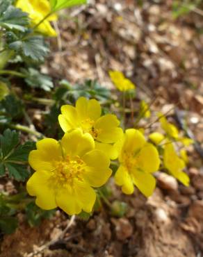 Fotografia 13 da espécie Potentilla neumanniana no Jardim Botânico UTAD