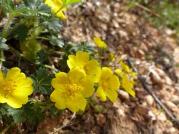 Fotografia da espécie Potentilla neumanniana