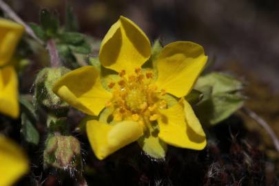 Fotografia da espécie Potentilla neumanniana