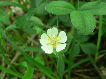 Fotografia da espécie Potentilla montana