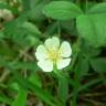 Fotografia 3 da espécie Potentilla montana do Jardim Botânico UTAD