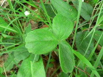 Fotografia da espécie Potentilla montana