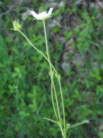 Fotografia da espécie Potentilla montana