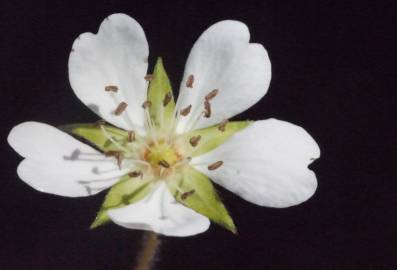 Fotografia da espécie Potentilla montana