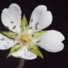 Fotografia 6 da espécie Potentilla montana do Jardim Botânico UTAD