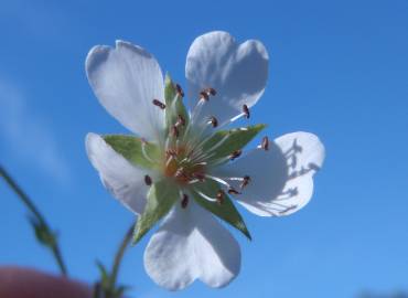 Fotografia da espécie Potentilla montana