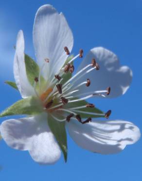 Fotografia 9 da espécie Potentilla montana no Jardim Botânico UTAD