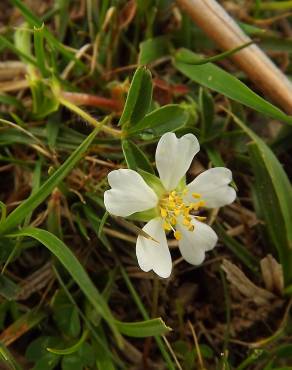 Fotografia 10 da espécie Potentilla montana no Jardim Botânico UTAD