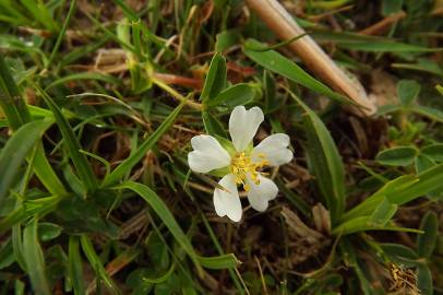 Fotografia da espécie Potentilla montana