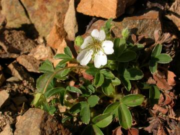 Fotografia da espécie Potentilla montana