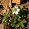 Fotografia 11 da espécie Potentilla montana do Jardim Botânico UTAD