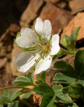 Fotografia 13 da espécie Potentilla montana no Jardim Botânico UTAD