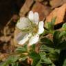 Fotografia 13 da espécie Potentilla montana do Jardim Botânico UTAD