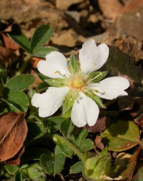 Fotografia 14 da espécie Potentilla montana no Jardim Botânico UTAD