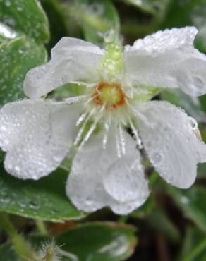 Fotografia 16 da espécie Potentilla montana no Jardim Botânico UTAD