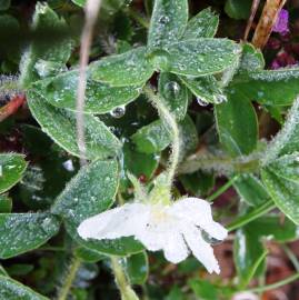 Fotografia da espécie Potentilla montana