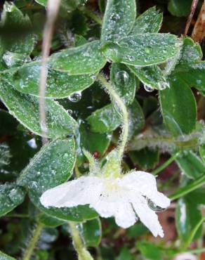 Fotografia 17 da espécie Potentilla montana no Jardim Botânico UTAD