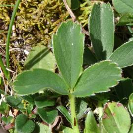 Fotografia da espécie Potentilla montana