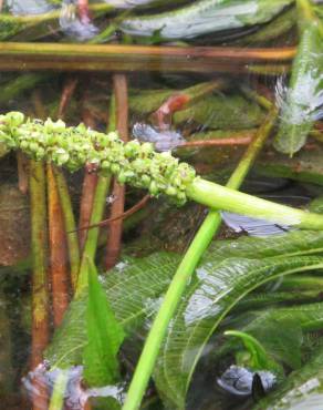 Fotografia 1 da espécie Potamogeton lucens no Jardim Botânico UTAD