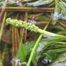 Fotografia 1 da espécie Potamogeton lucens do Jardim Botânico UTAD