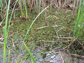 Fotografia da espécie Potamogeton lucens