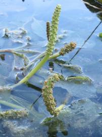 Fotografia da espécie Potamogeton lucens