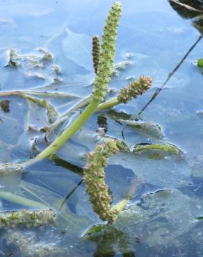 Fotografia 4 da espécie Potamogeton lucens no Jardim Botânico UTAD